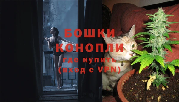 прущие грибы Вязьма